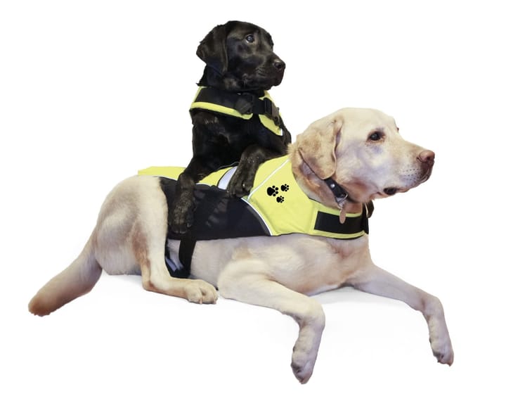 Regatta Pet Flytevest Sort/Fl.Gul Regatta Regatta Pet Flytevest Sort/Fl.Gul Regatta