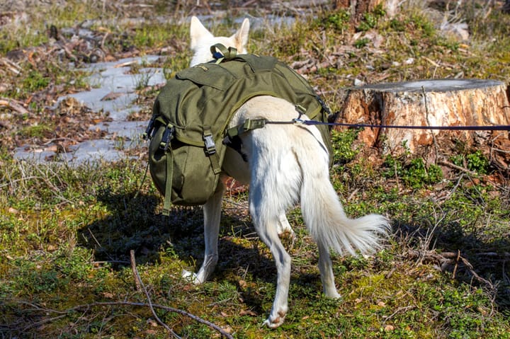 Seleverkstedet Togo Hundekløv Grønn/Brun S Seleverkstedet Seleverkstedet Togo Hundekløv Grønn/Brun S Seleverkstedet