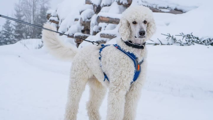 Line Harness  orange Non-stop Dogwear