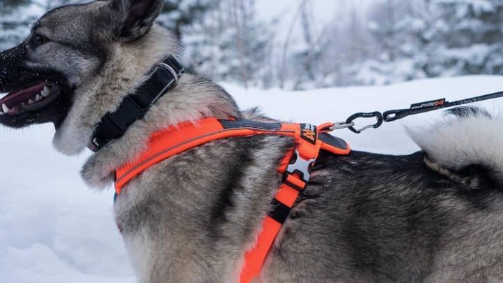 Line Harness  orange Non-stop Dogwear