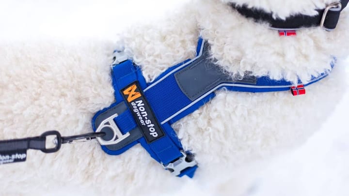 Line Harness  orange Non-stop Dogwear